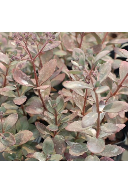 Очиток Плам Даззлд  